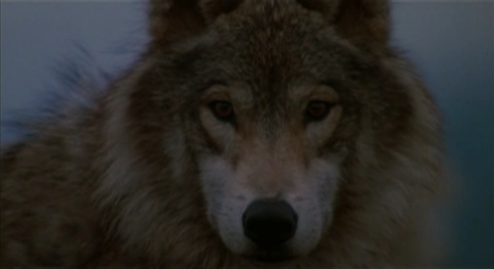 Не кричи "Волки!" / Never Cry Wolf (США-Канада, 1983) 509d346c2783023cda494c4f9bca8ba8