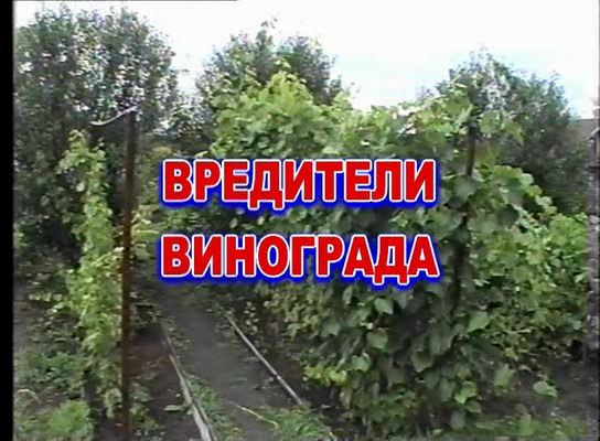http://i3.fastpic.ru/big/2009/1023/9e/b36b74ca9c341a5adbacefa8db1b3c9e.png